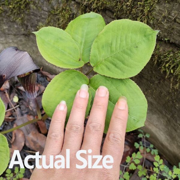 眼鏡蛇百合 Arisaema bockii：圖片 2