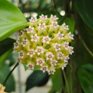 毬蘭 Hoya 球蘭