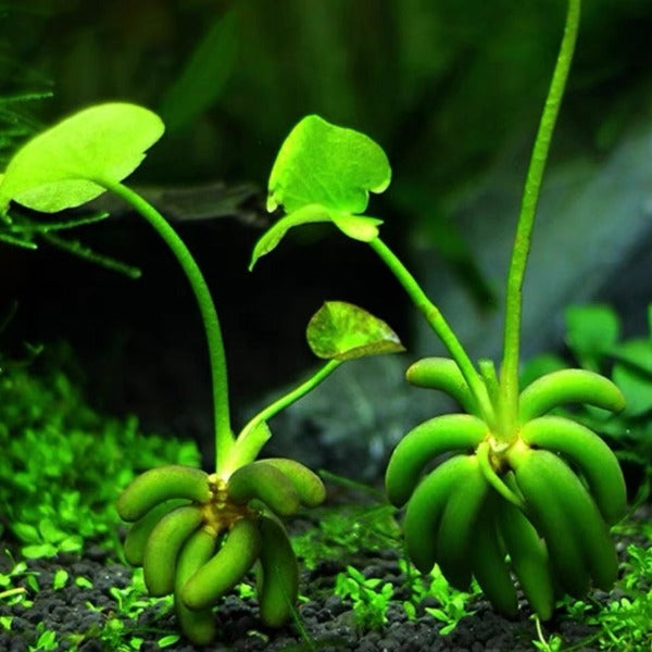 香蕉草 Banana Lily (Nymphoides aquatica)