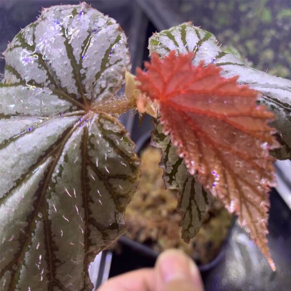 阿雅秋海棠 Begonia 'Aya'