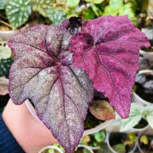 瑪格麗特秋海棠 Begonia 'Ella marguerite'