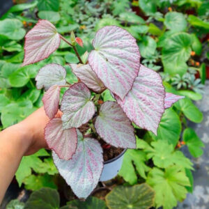 雙面麗人秋海棠 Begonia 'Two Face'