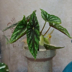 柳伯斯秋海棠/雙尖秋海棠 Begonia lubbersii
