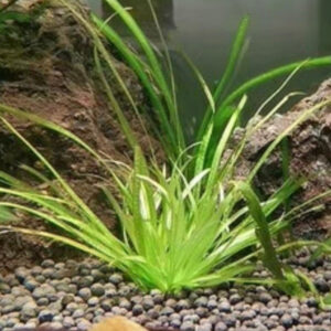 日本簀藻 Blyxa japonica