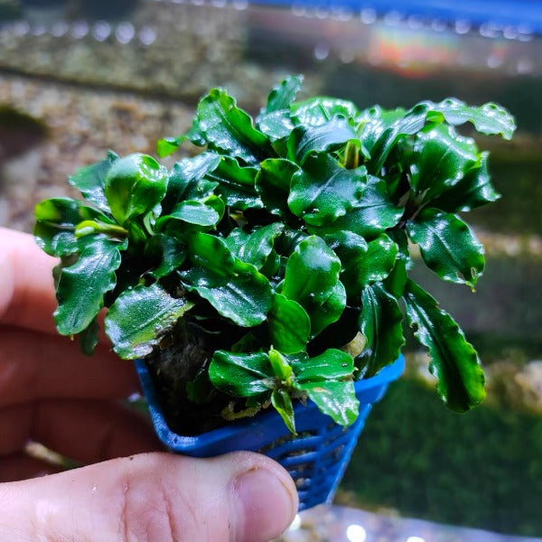 藍精靈辣椒榕 Bucephalandra sp.:圖片 2