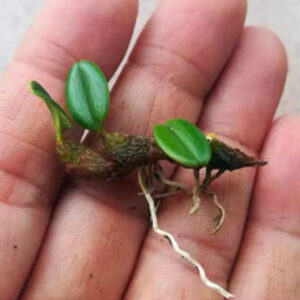 石豆蘭 Bulbophyllum Thouars
