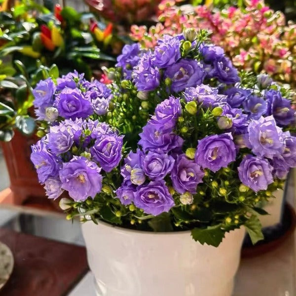 丹麥風鈴草/重瓣夢露 Campanula x haylodgensis 'Blue Wonder'