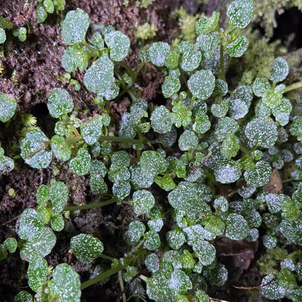 腎萼金腰 Chrysosplenium delavayi Franch