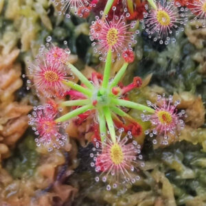 雙色萼毛氈苔茅膏菜 Drosera dichrosepala