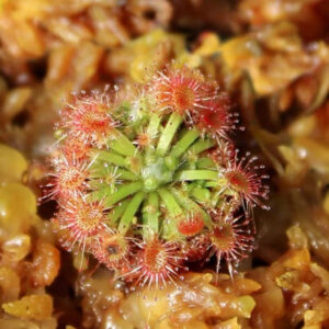 曼妮毛氈苔茅膏菜 Drosera mannii