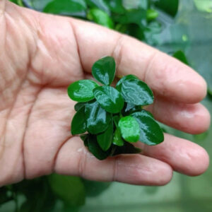 迷你小水榕 Dwarf Anubias (Anbubias barteri var. Nana)