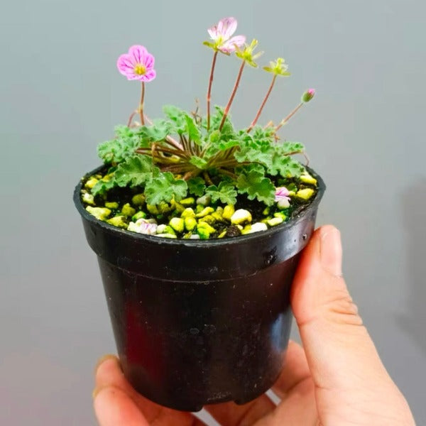 紫花姬風露草 Erodium variabile：圖片 3