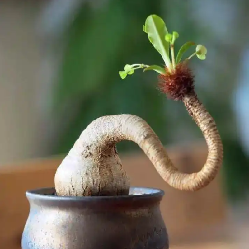 象鼻大戟 Euphorbia ramena