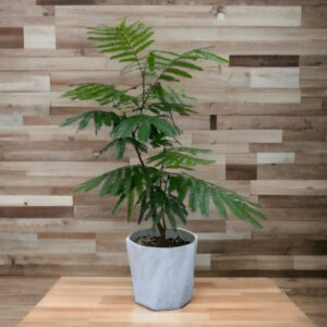 密葉猴耳環小豆樹 Everfresh Tree (Pithecellobium confertum)
