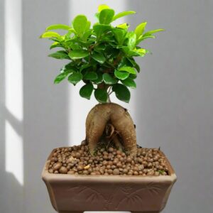 人參榕 Ficus microcarpa 'Ginseng'