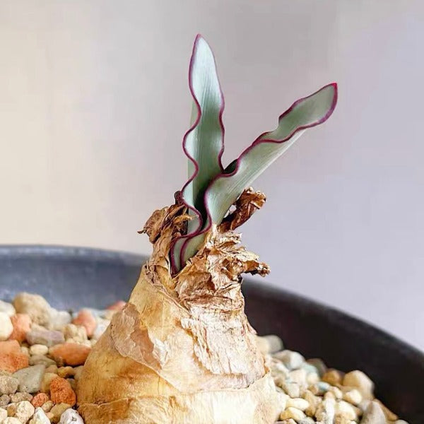 波葉血蓮 Haemanthus crispus：圖片 2
