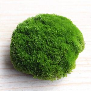 葫蘆蘚 Herb of Cord Moss (Funaria hygrometrica)