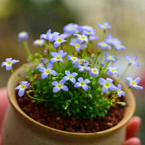 北美藍花耳草 Houstonia caerulea：圖片 3