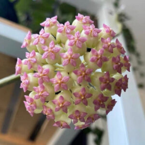 麗雅毬蘭 Hoya Icencis 023