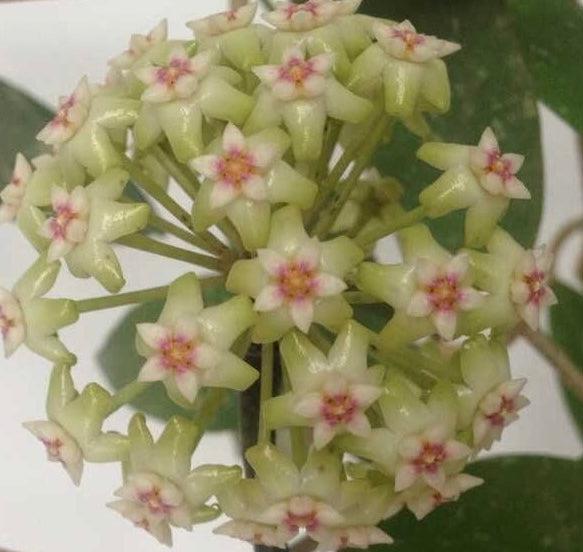 斑點帕拉毬蘭 Hoya sp. para splash
