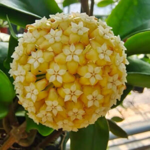 雙色毬蘭 Hoya bicolor