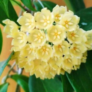 黃布拉軒毬蘭 Hoya blashernaezii