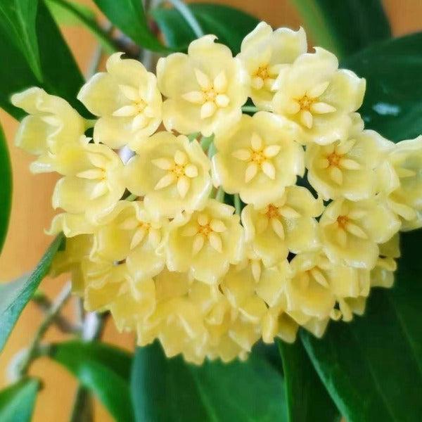 黃布拉軒毬蘭 Hoya blashernaezii