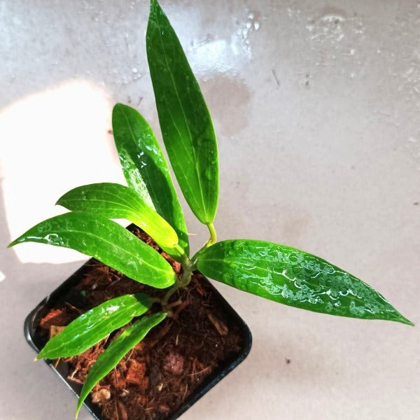 黃布拉軒毬蘭 Hoya blashernaezii:圖片 2