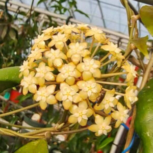 費賴迅董裏毬蘭 Hoya finlaysonii 'trang ')