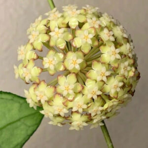 費賴迅長葉毬蘭 Hoya finlaysonii long leaf)