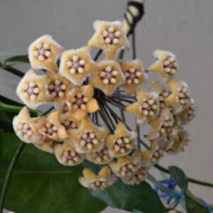 親密毬蘭 Hoya fraterna
