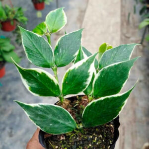 魚尾外锦球蘭 Hoya polyneura 'Fish Tail' albomarginata