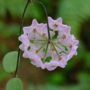 壯觀球蘭 Hoya spectatissima