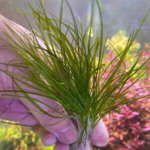 針葉皇冠 疊葉皇冠 水草缸前景水草 易養水草推薦