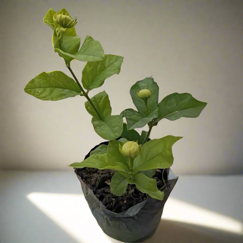 虎頭茉莉 Jasminum sambac 'Grand Duke'