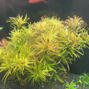古巴葉底紅 Ludwigia Cuba 紅葉水草 紅色 中後景水草