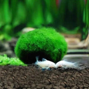 綠藻球 Marimo (Cladophora aegagrophila)