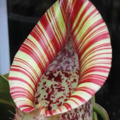 黛瑞安娜豬籠草Nepenthes 'Diana' / 'Dyeriana':圖片 2