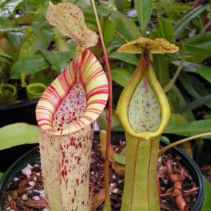 黛瑞安娜豬籠草Nepenthes 'Diana' / 'Dyeriana'