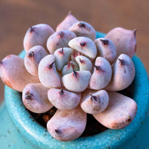 黑爪石蓮花 Echeveria cuspidata var.zaragozae kimnach