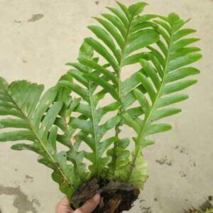 槲蕨 Drynaria roosii Nakaike (Drynaria roosii)