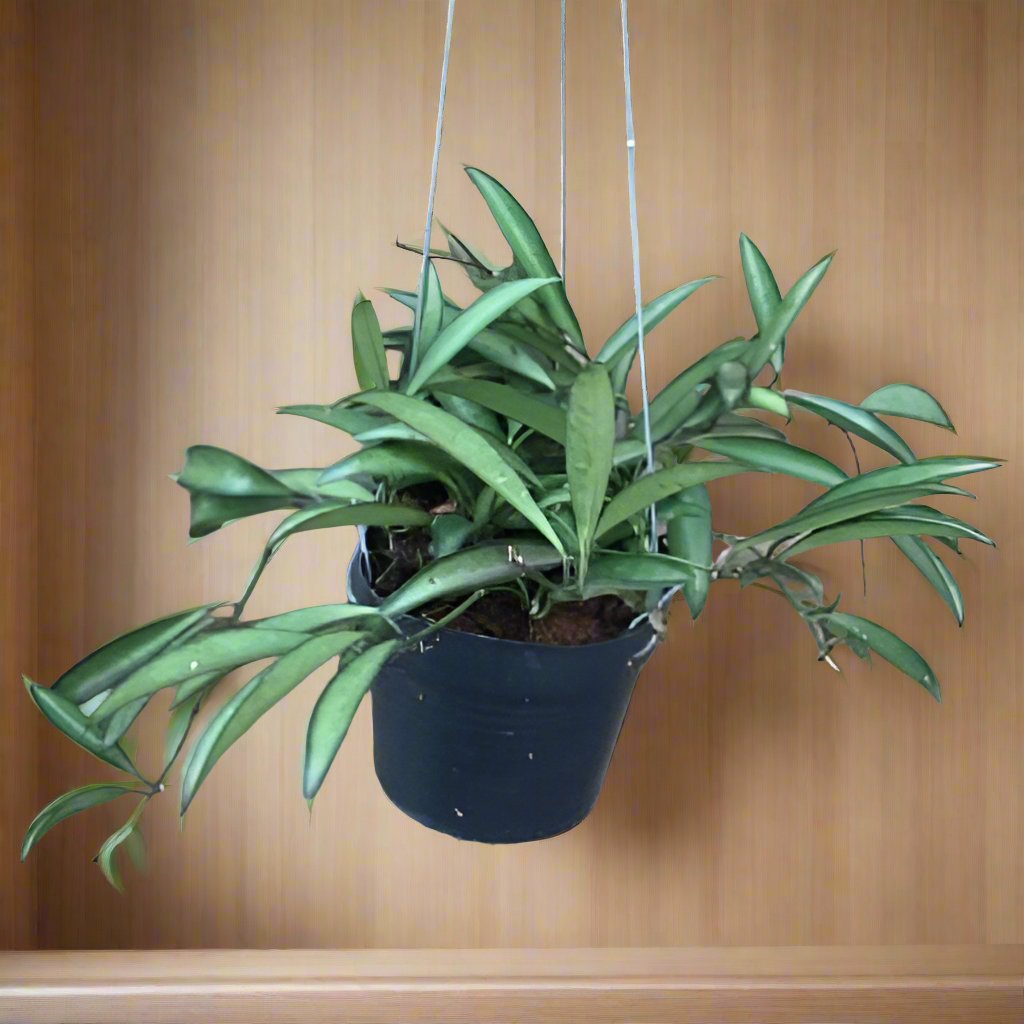 威特球蘭 Hoya wayetii