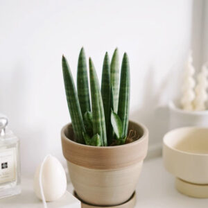 棒葉虎尾蘭, 虎皮蘭 Sansevieria Cylindrica (Dracaena angolensis)