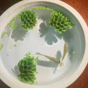 肚兜萍 Salvinia cucullata