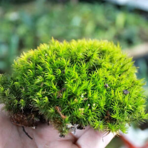 金髮蘚 Common Haircap Moss (Polytrichum commune)