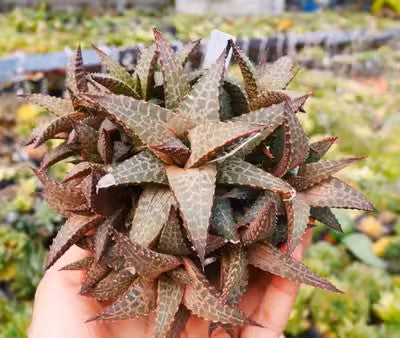 十二卷屬龍鱗 Venstertjie Haworthia venosa ssp. tessellata：圖片 2