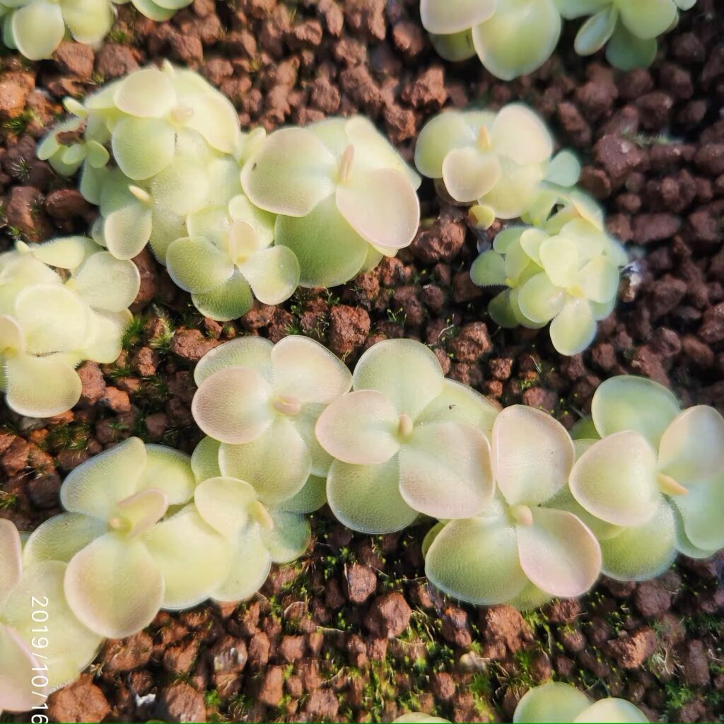 塞提捕蟲堇 Butterwort (Pinguicula 'Sethos')