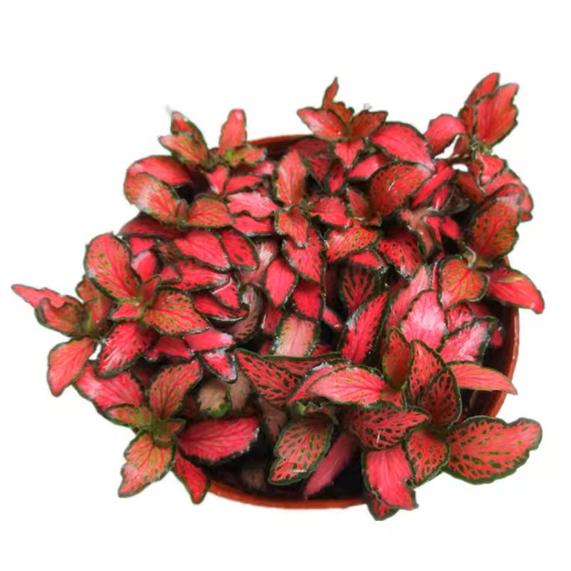 火焰網紋草 Mini Red Veined (Fittonia Albivenis) (直徑5-10cm)