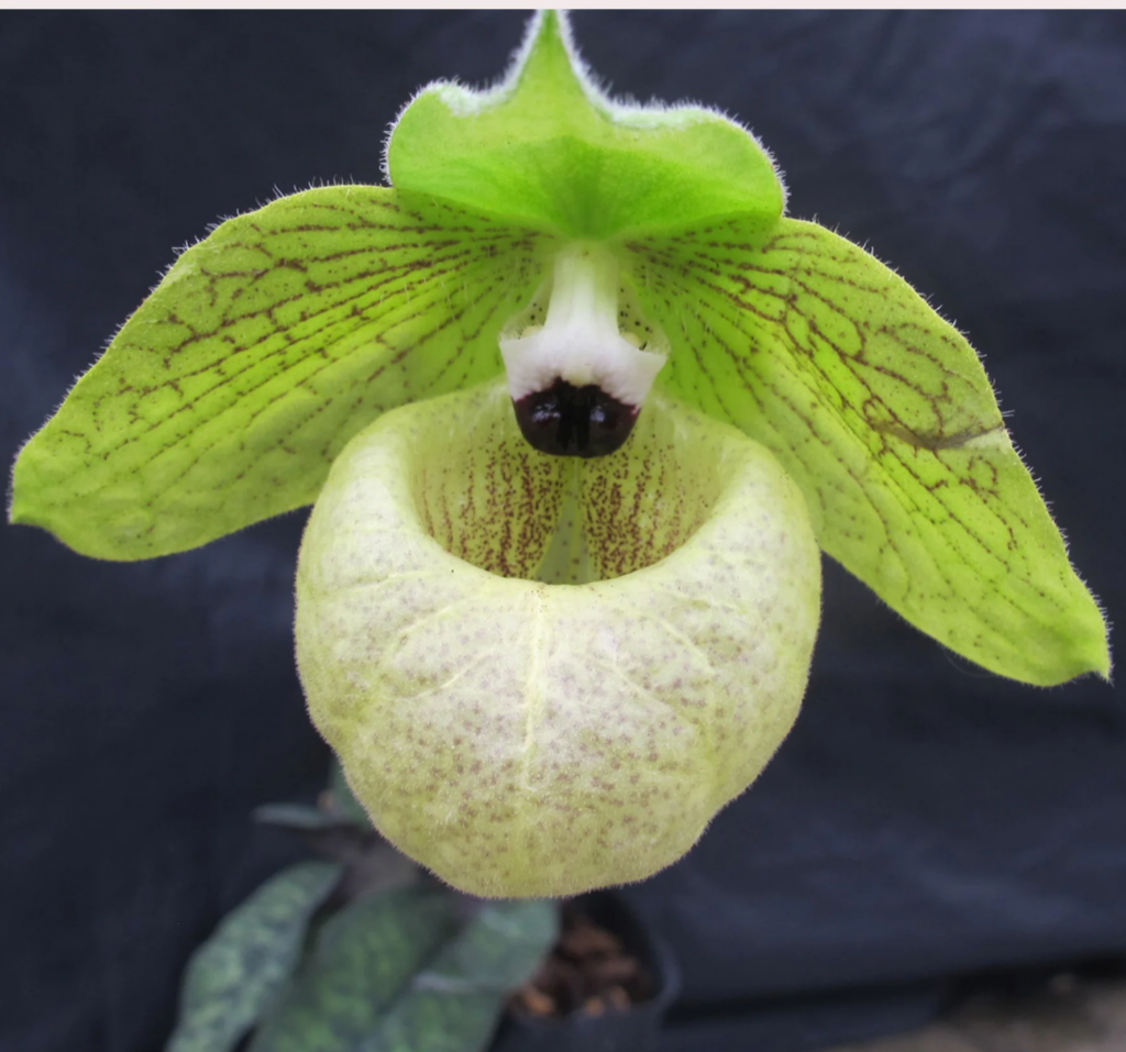 綠色拖鞋蘭/兜蘭屬 Paphiopedilum (Green)
