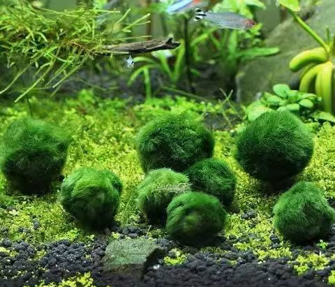 綠藻球 Marimo (Cladophora aegagrophila)：圖片 4